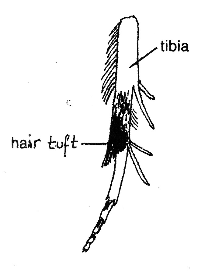 Hindleg of Anthophila fabriciana (Choreutidae).